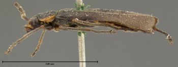 Media type: image; Entomology 33905   Aspect: habitus lateral view